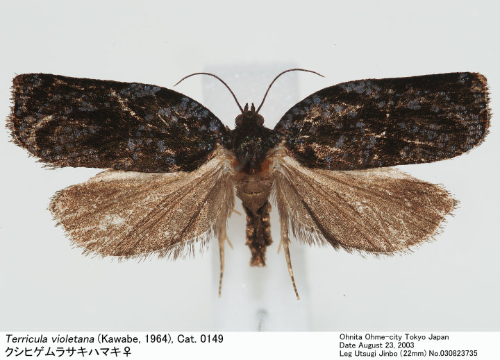 Terricula_violetana_030823735.jpg